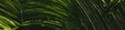 Gamblin Artists' Grade Oil 37ml SAP GREEN