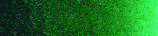 Caligo Safewash Relief Ink Phthalo Green 75ml